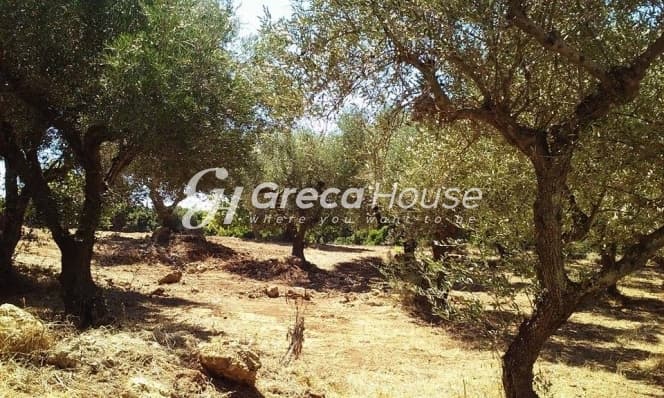 מגרש בנייה שטוח למכירה באפידאורוס העתיקה, ארגולידה - תמונה 11