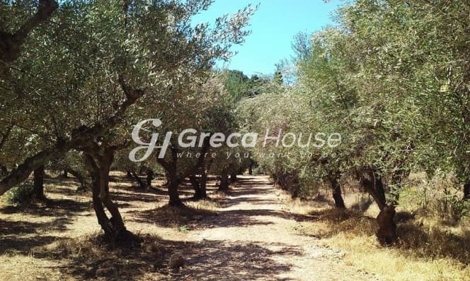 מגרש בנייה שטוח למכירה באפידאורוס העתיקה, ארגולידה - תמונה 3
