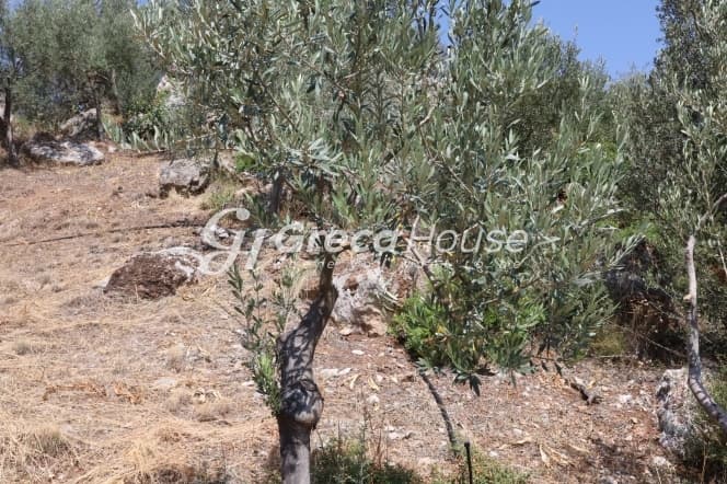 قطعة أرض للبيع بمساحة 4300 متر مربع في إبيداوروس القديمة – إطلالة بحرية، فرصة استثمارية، قابلة للبناء - صورة 4