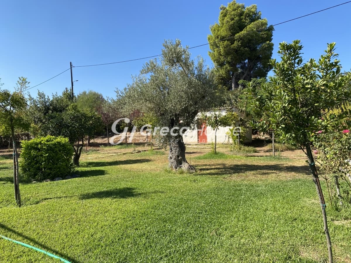 Beachfront Investment Opportunity in Agios Andreas, Eretria, Evia - Photo 40