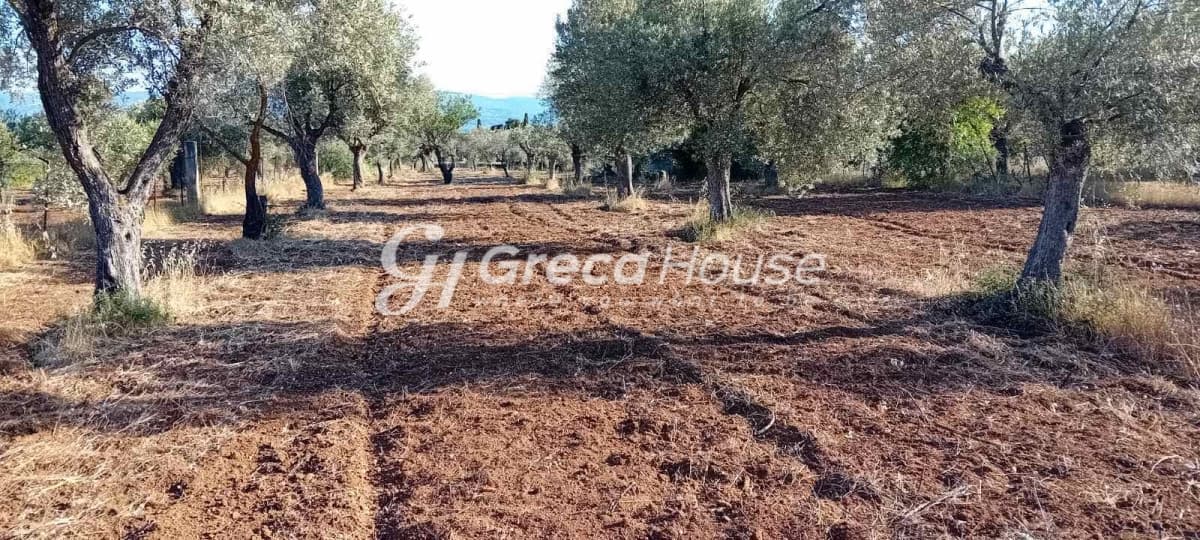 מגרש 4,000 מ"ר באמרינתוס, אוויה, 150 מטר מהים - תמונה 2