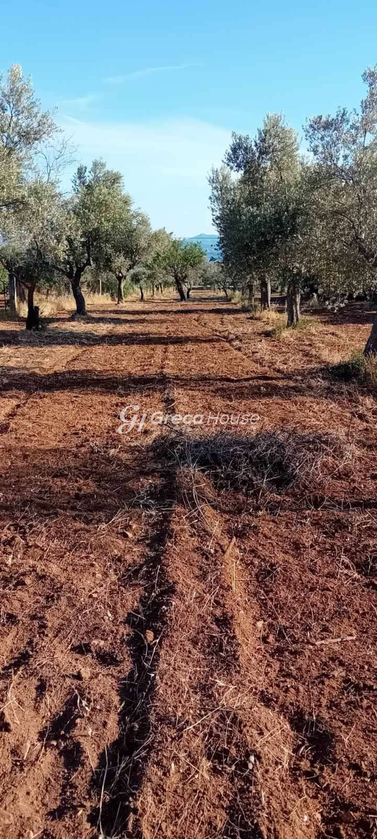 מגרש 4,000 מ"ר באמרינתוס, אוויה, 150 מטר מהים - תמונה 4