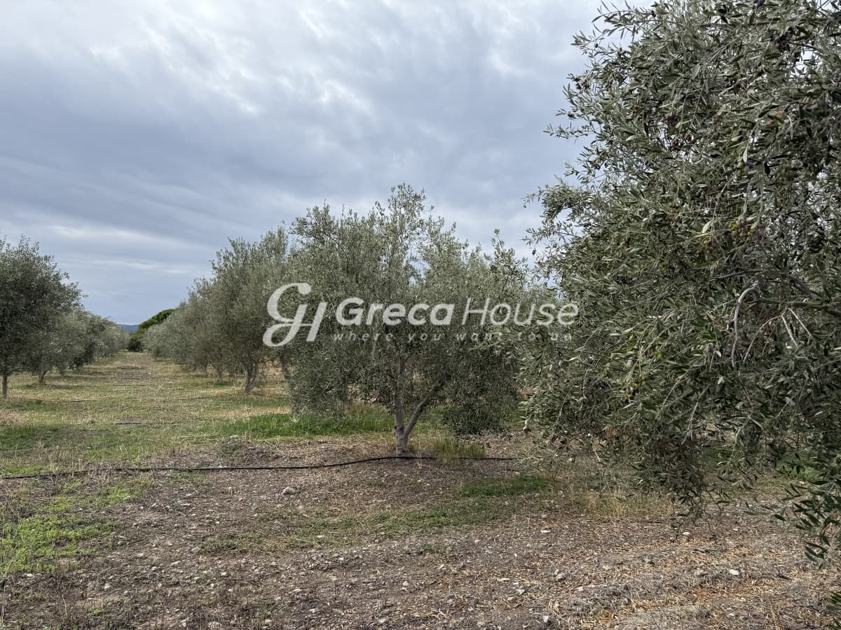 Πωλείται Οικόπεδο 8.000 τ.μ. με Κτίσμα και 200 Ελαιόδεντρα στην Ερμιόνη – 500μ. από τη Θάλασσα - Φωτογραφία 21