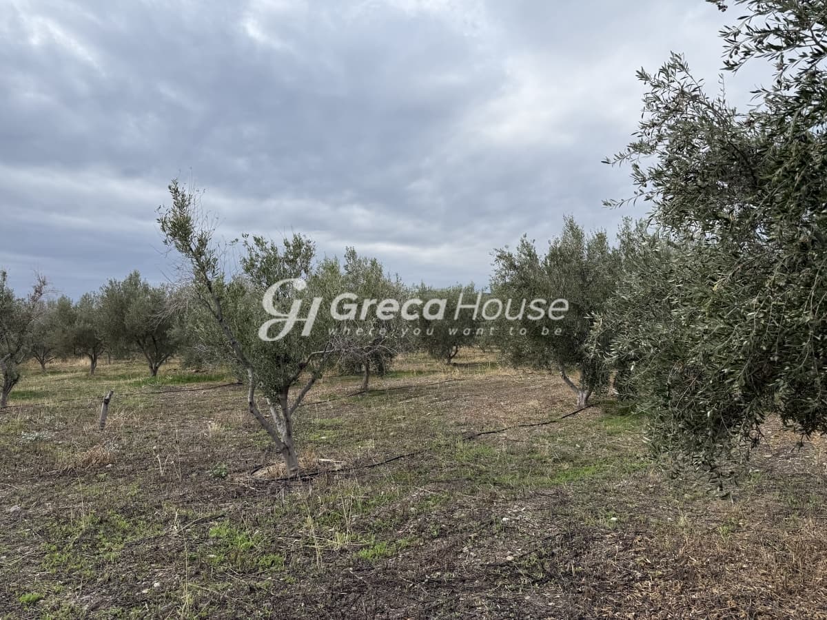 Πωλείται Οικόπεδο 8.000 τ.μ. με Κτίσμα και 200 Ελαιόδεντρα στην Ερμιόνη – 500μ. από τη Θάλασσα - Φωτογραφία 29