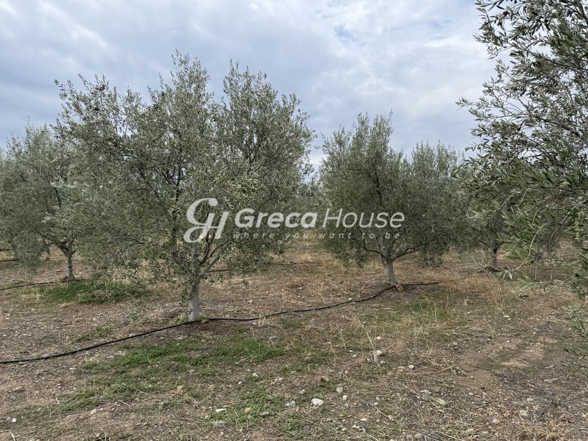 Πωλείται Οικόπεδο 8.000 τ.μ. με Κτίσμα και 200 Ελαιόδεντρα στην Ερμιόνη – 500μ. από τη Θάλασσα - Φωτογραφία 17