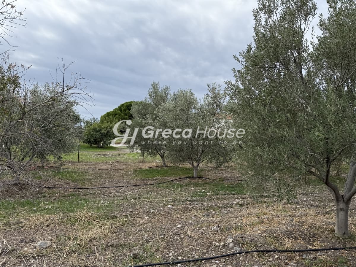 Πωλείται Οικόπεδο 8.000 τ.μ. με Κτίσμα και 200 Ελαιόδεντρα στην Ερμιόνη – 500μ. από τη Θάλασσα - Φωτογραφία 9