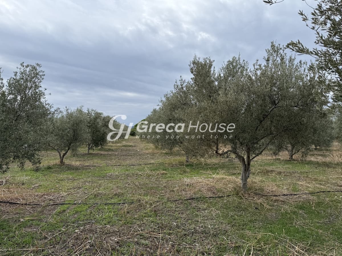 Πωλείται Οικόπεδο 8.000 τ.μ. με Κτίσμα και 200 Ελαιόδεντρα στην Ερμιόνη – 500μ. από τη Θάλασσα - Φωτογραφία 20