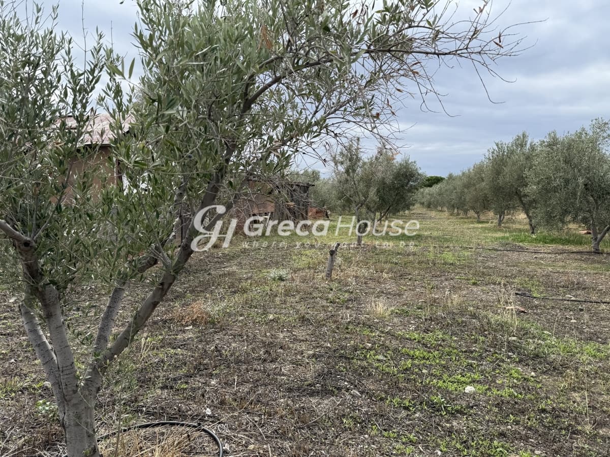 Πωλείται Οικόπεδο 8.000 τ.μ. με Κτίσμα και 200 Ελαιόδεντρα στην Ερμιόνη – 500μ. από τη Θάλασσα - Φωτογραφία 27