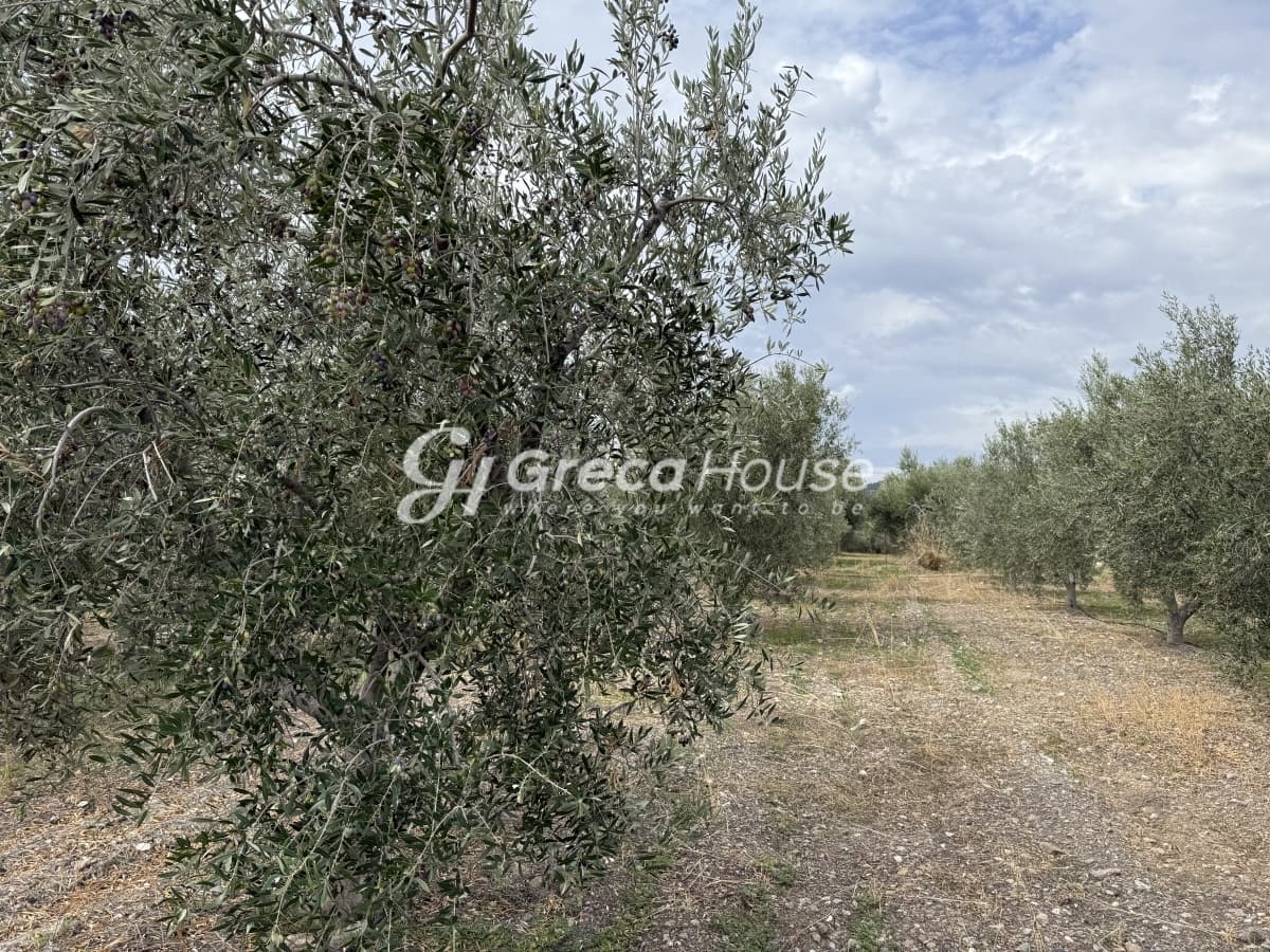 Πωλείται Οικόπεδο 8.000 τ.μ. με Κτίσμα και 200 Ελαιόδεντρα στην Ερμιόνη – 500μ. από τη Θάλασσα - Φωτογραφία 23