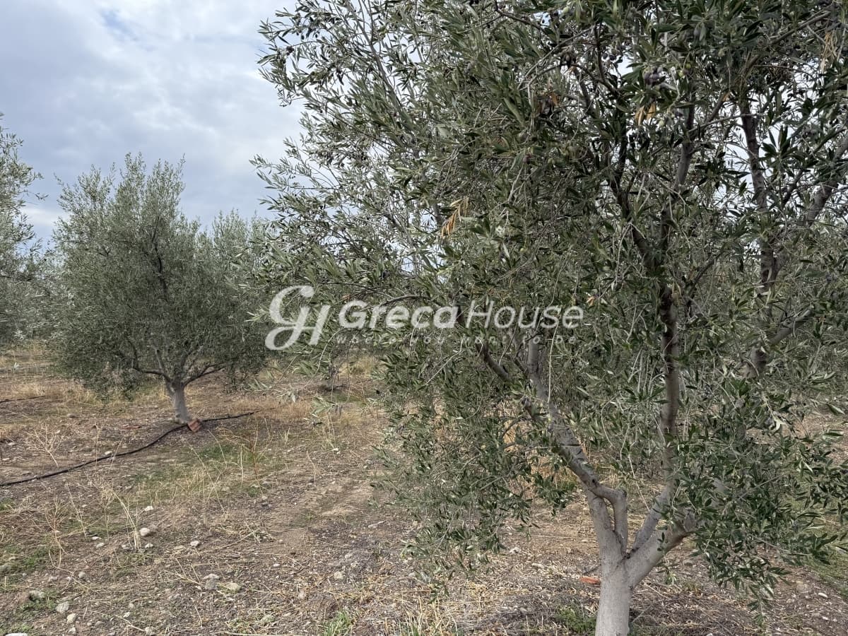 Πωλείται Οικόπεδο 8.000 τ.μ. με Κτίσμα και 200 Ελαιόδεντρα στην Ερμιόνη – 500μ. από τη Θάλασσα - Φωτογραφία 4