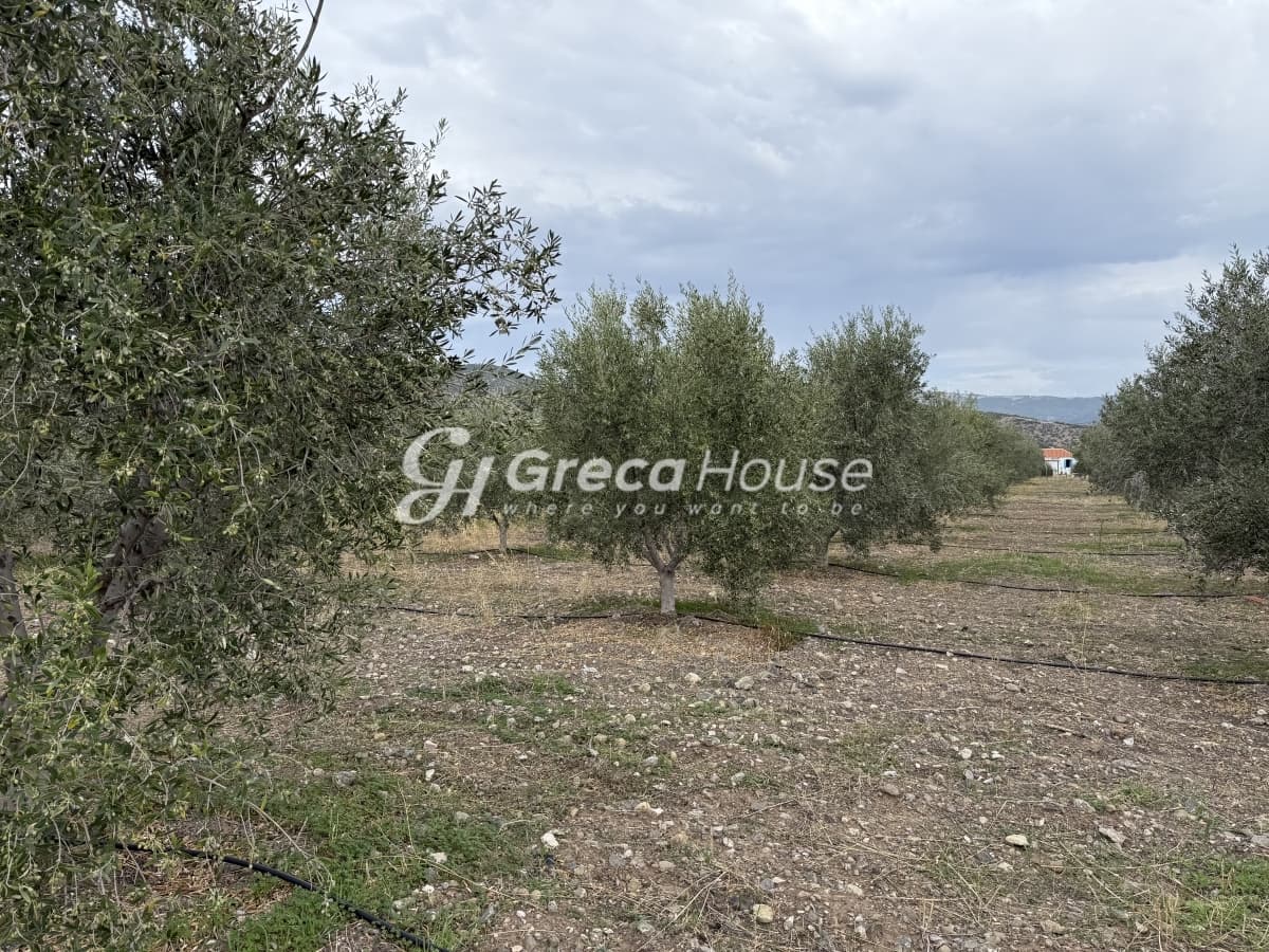 Πωλείται Οικόπεδο 8.000 τ.μ. με Κτίσμα και 200 Ελαιόδεντρα στην Ερμιόνη – 500μ. από τη Θάλασσα - Φωτογραφία 12