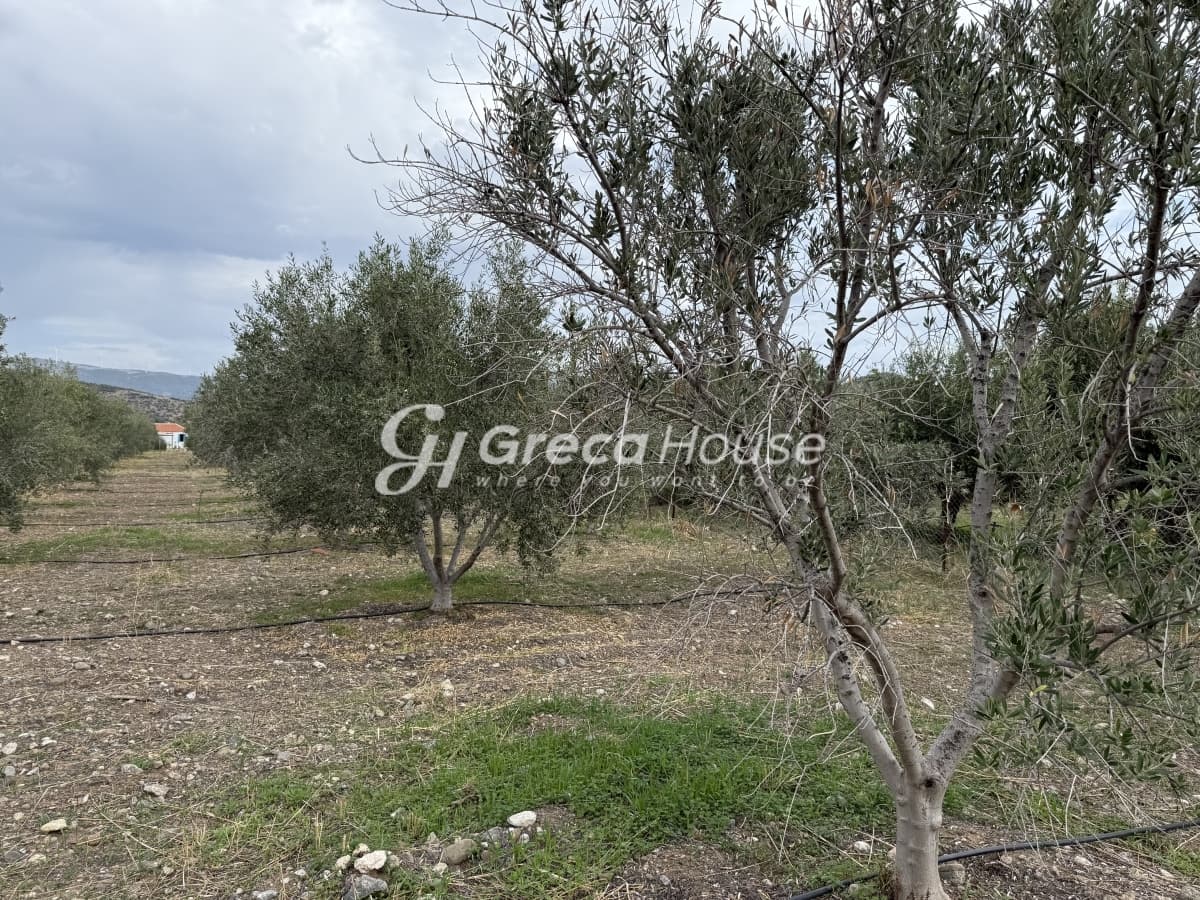 Πωλείται Οικόπεδο 8.000 τ.μ. με Κτίσμα και 200 Ελαιόδεντρα στην Ερμιόνη – 500μ. από τη Θάλασσα - Φωτογραφία 15