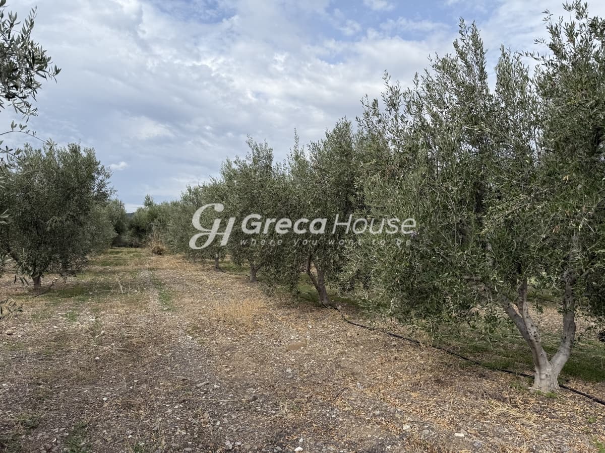 Πωλείται Οικόπεδο 8.000 τ.μ. με Κτίσμα και 200 Ελαιόδεντρα στην Ερμιόνη – 500μ. από τη Θάλασσα - Φωτογραφία 25