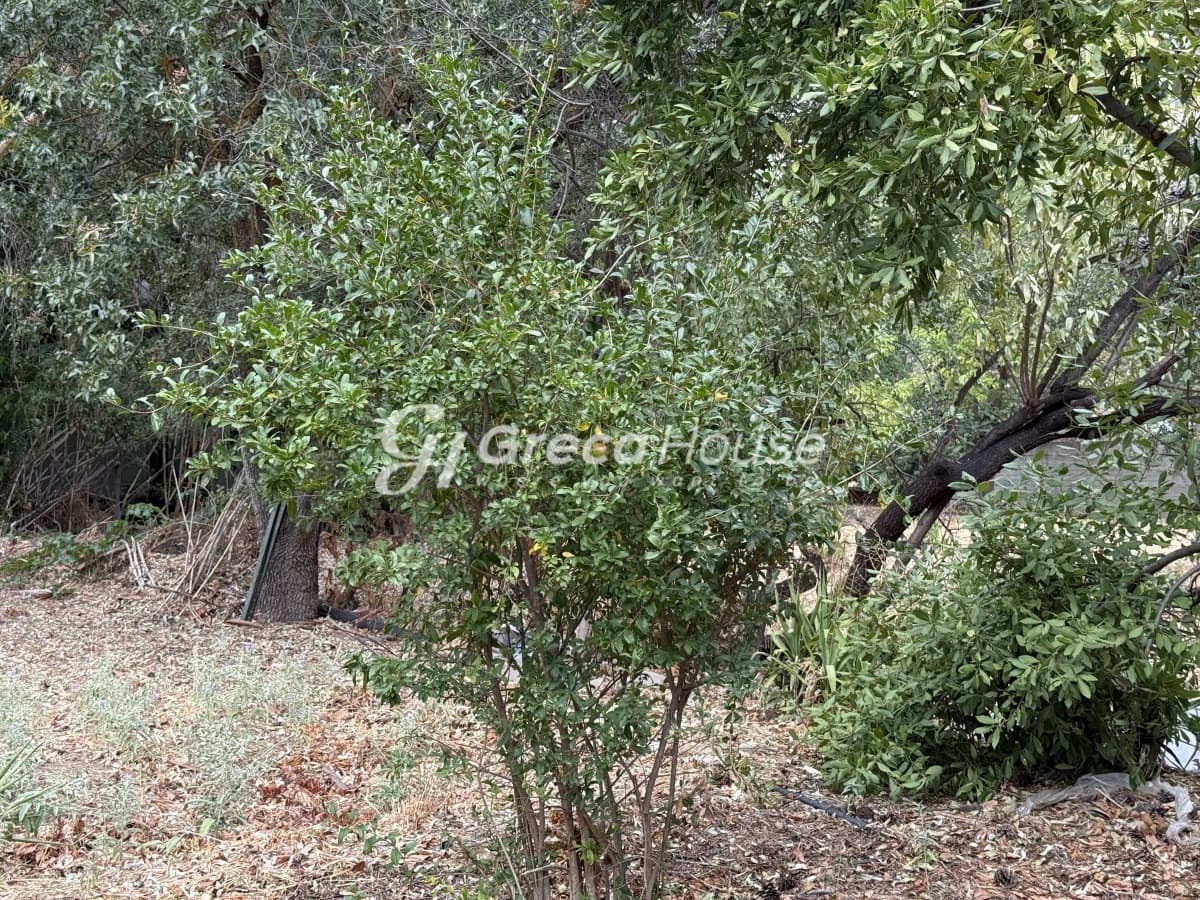 מגרש מבוקש למכירה במליסיה, אמאליה פלמינג - תמונה 8