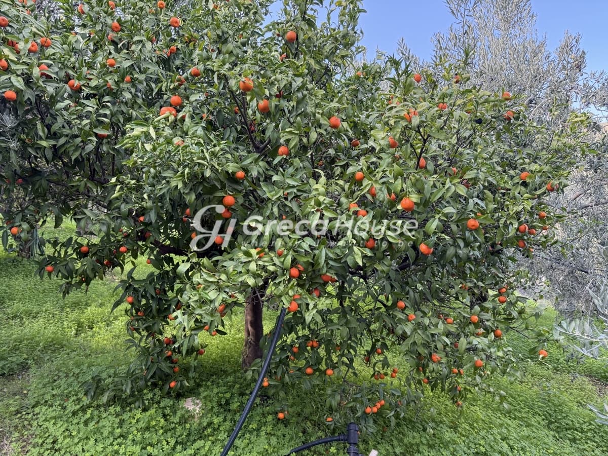 וילה מרוהטת דו-קומתית 115 מ"ר למכירה בגלאטאקי, סרוניקוס, קורינתיה – נוף לים באחוזה של 9,000 מ"ר - תמונה 25