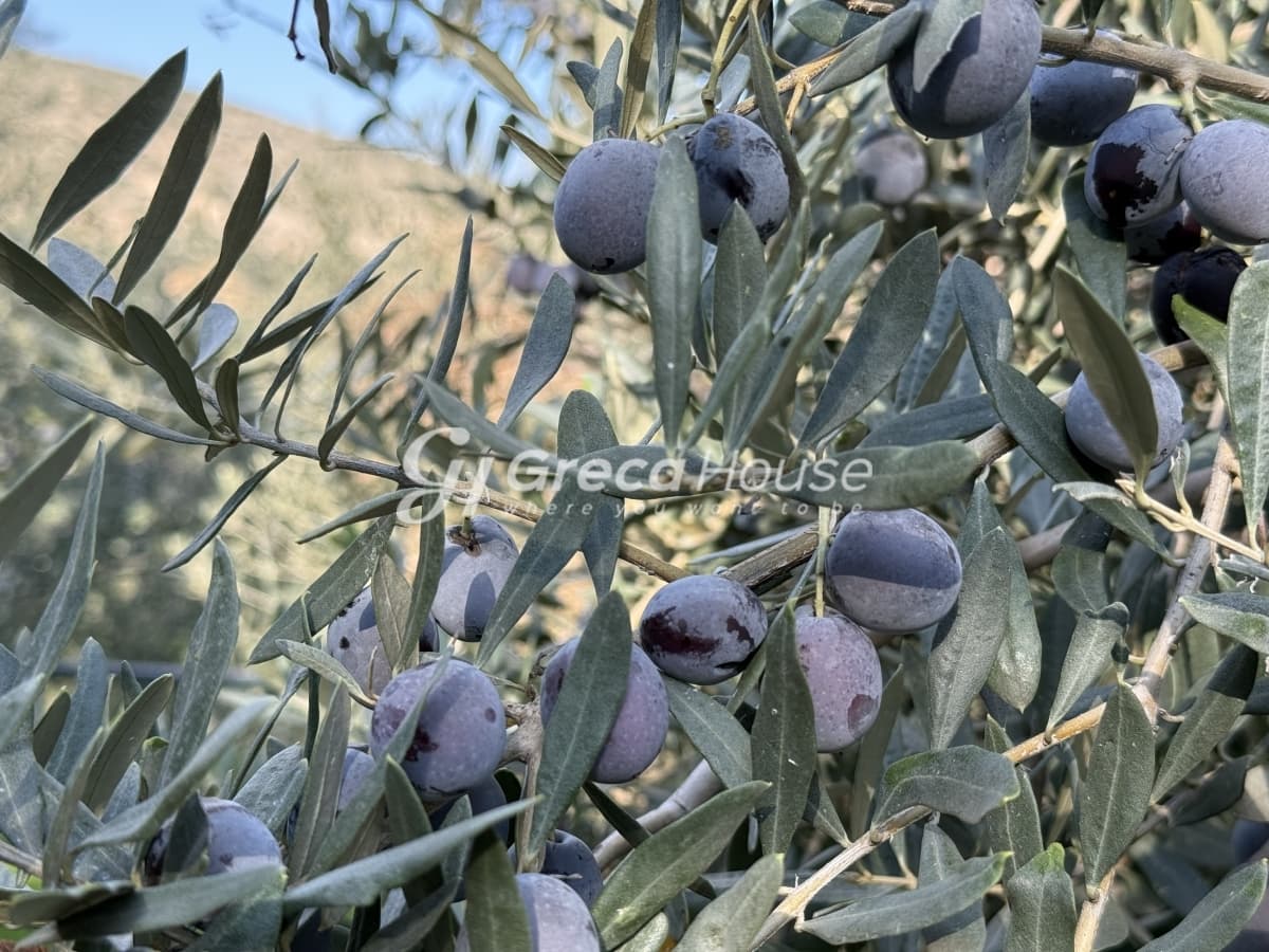 וילה מרוהטת דו-קומתית 115 מ"ר למכירה בגלאטאקי, סרוניקוס, קורינתיה – נוף לים באחוזה של 9,000 מ"ר - תמונה 29