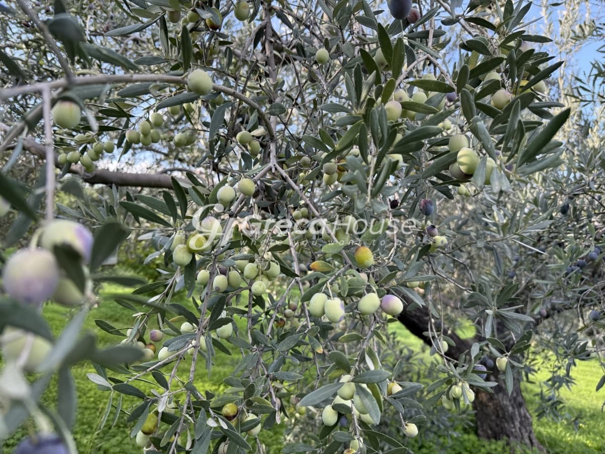וילה מרוהטת דו-קומתית 115 מ"ר למכירה בגלאטאקי, סרוניקוס, קורינתיה – נוף לים באחוזה של 9,000 מ"ר - תמונה 33