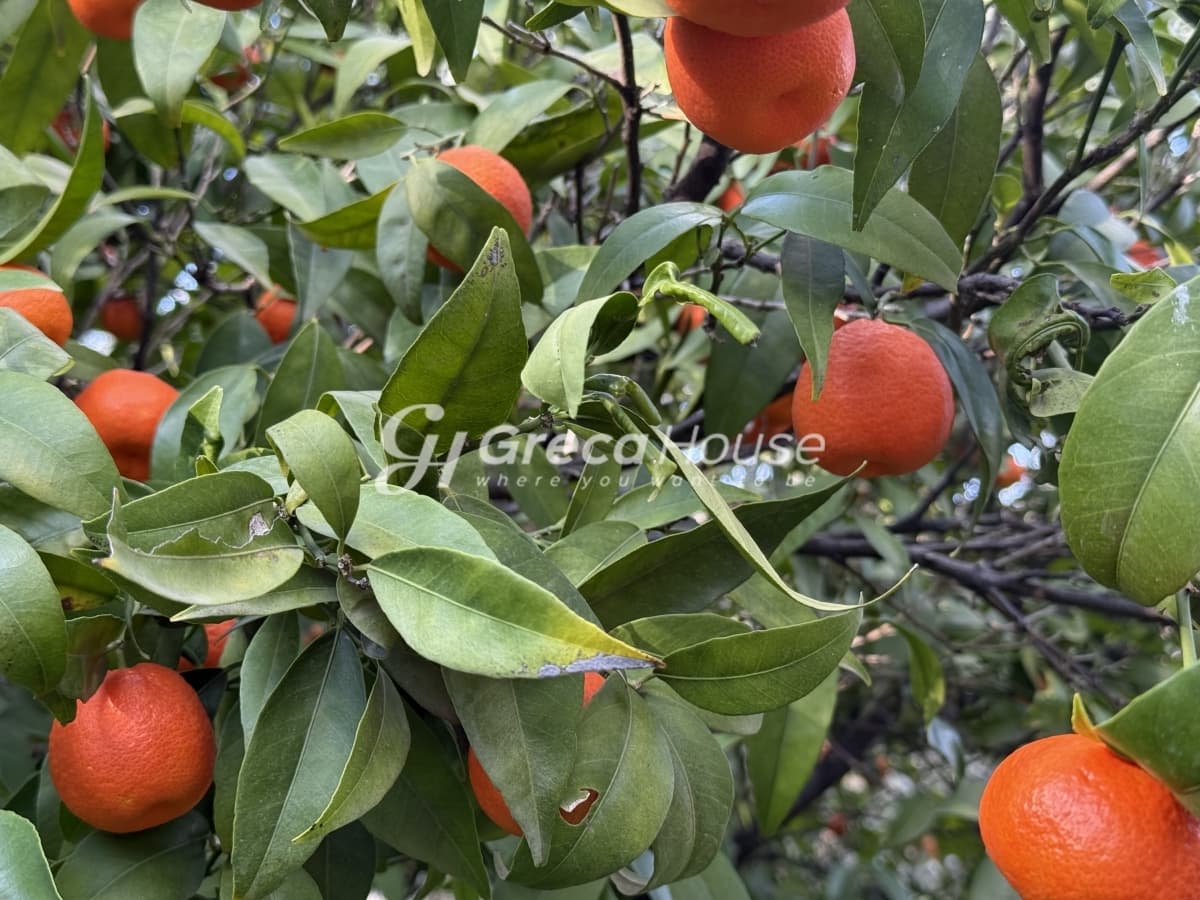 וילה מרוהטת דו-קומתית 115 מ"ר למכירה בגלאטאקי, סרוניקוס, קורינתיה – נוף לים באחוזה של 9,000 מ"ר - תמונה 38