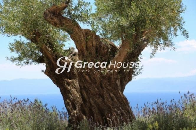 Πόρτο Χέλι – Εξαιρετική Βιοκλιματική Κατοικία σε Οικόπεδο 4.000 τ.μ. με Πισίνα και Γήπεδο Τένις - Φωτογραφία 34