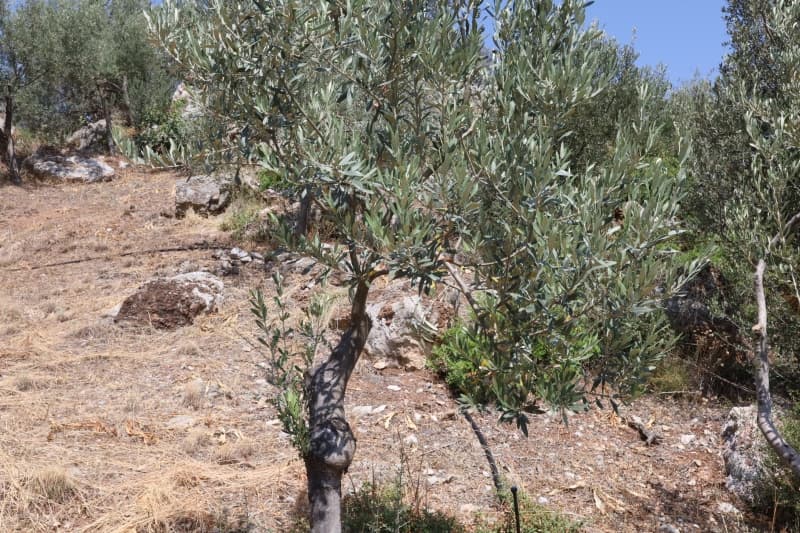 למכירה מגרש 4,300 מ"ר באפידאורוס העתיקה – נוף לים, השקעה, ניתן לבנייה - תמונה 4