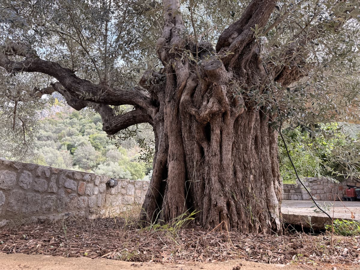 Κοντινή λήψη του κορμού μιας μεγάλης, γηραιάς ελιάς με ανάγλυφη φλοιό και απλωμένα κλαδιά, μπροστά από έναν πετρόχτιστο τοίχο.