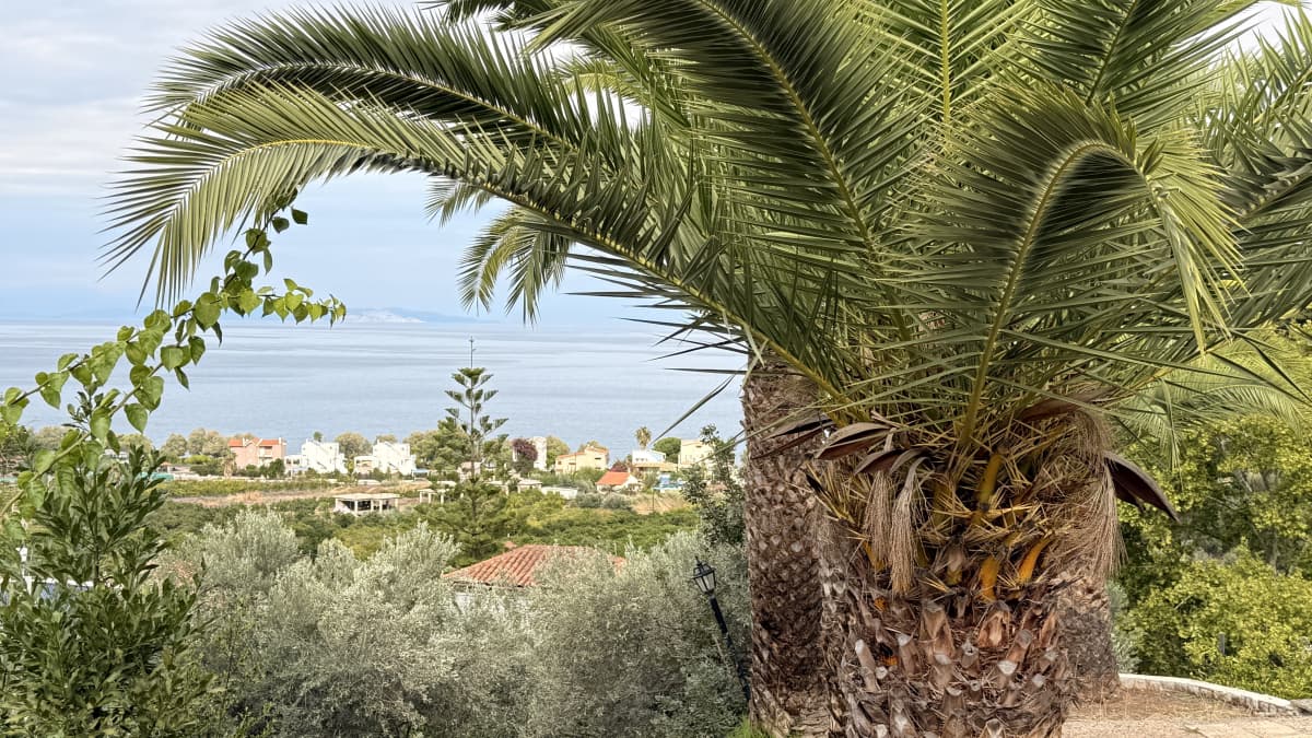 Εξωτερική θέα με φοίνικες σε πρώτο πλάνο, που βλέπουν σε παραθαλάσσια κωμόπολη και θάλασσα.