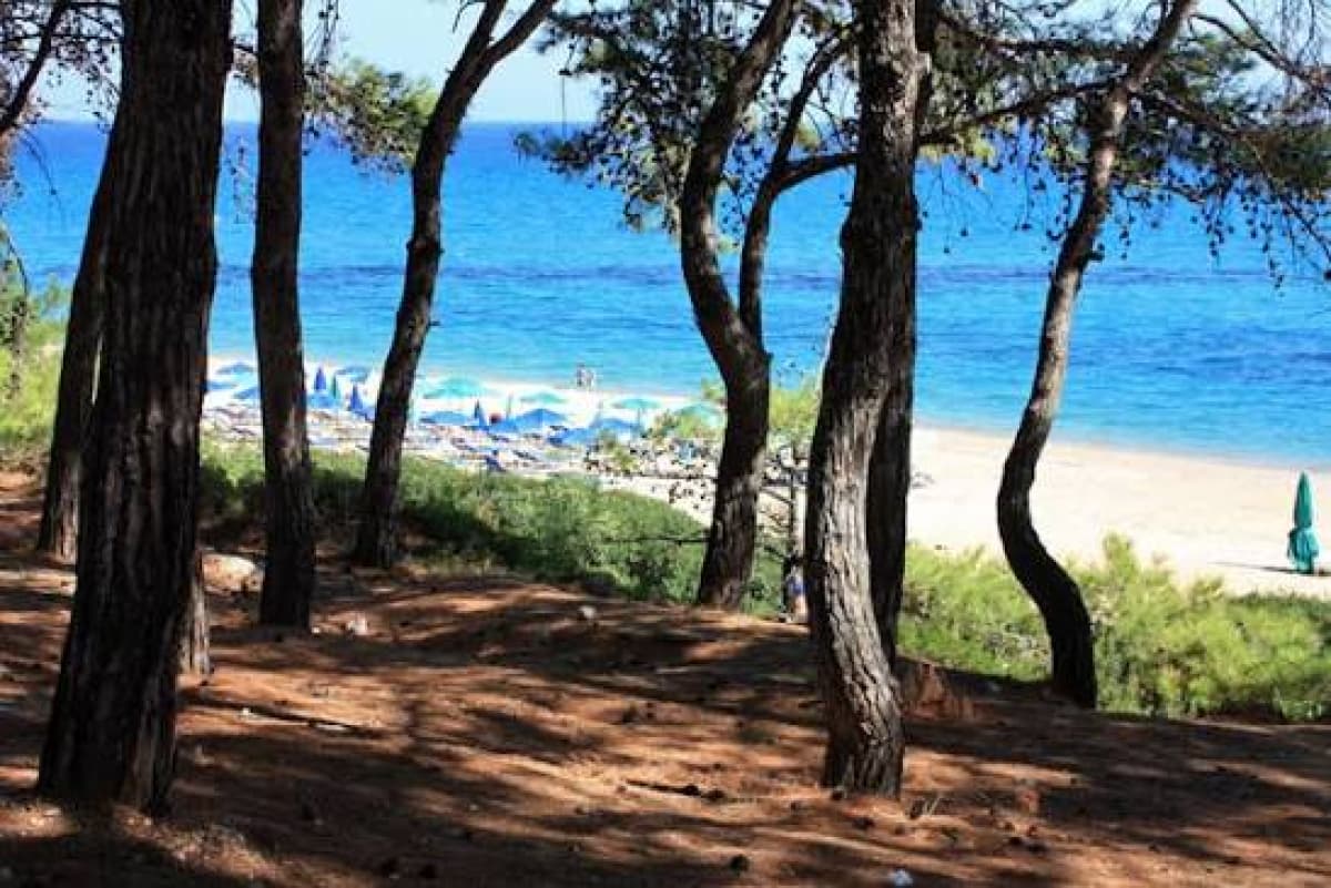 Θέα σε αμμώδη παραλία και γαλάζια θάλασσα μέσα από πεύκα.
