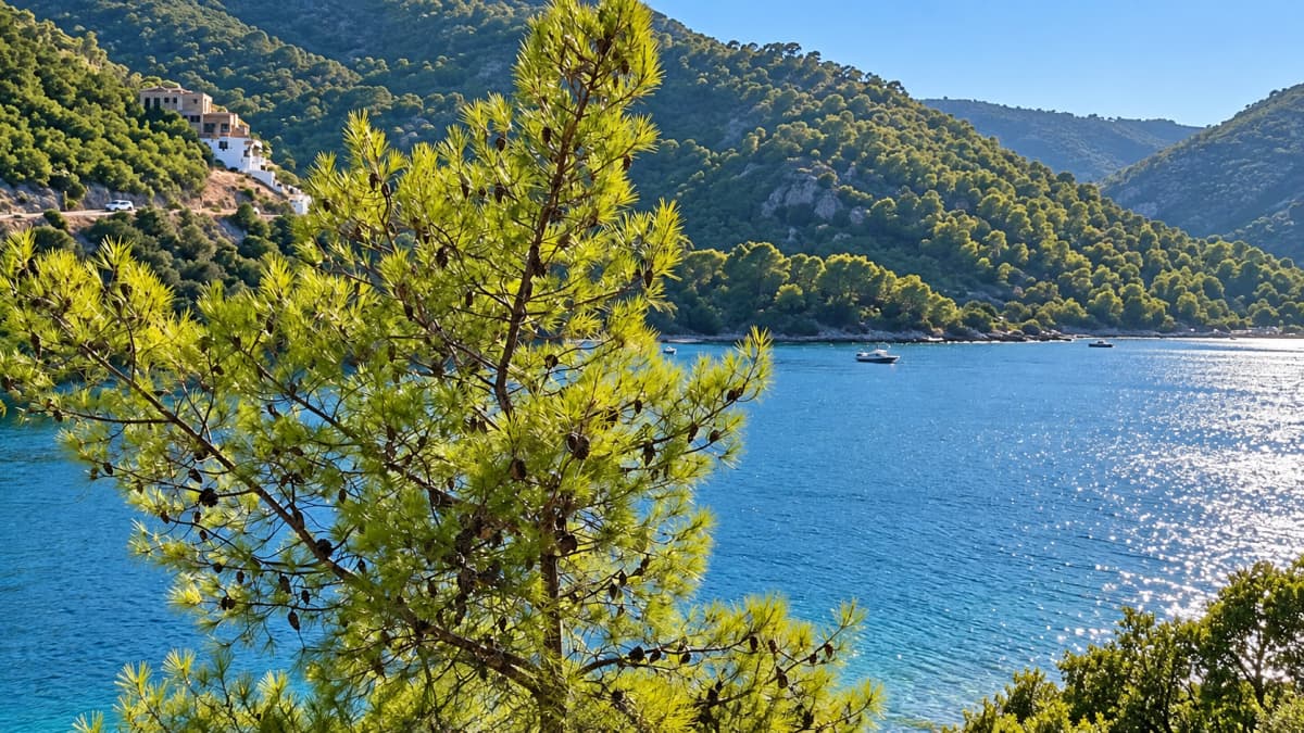 Pine tree branches in the foreground frame a view of blue sea, boats, and wooded hills.