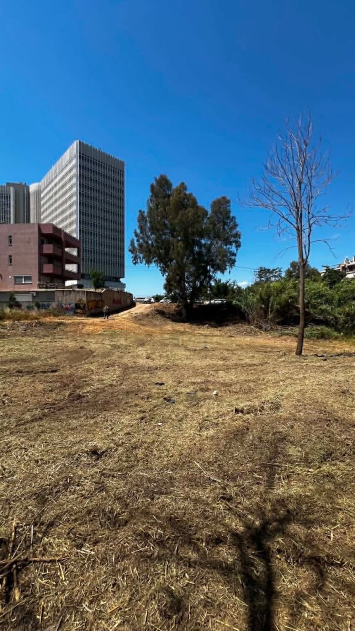 An open dirt and dry grass plot with a bare tree on the right, a large leafy tree in the center, and a modern high-rise building in the background.